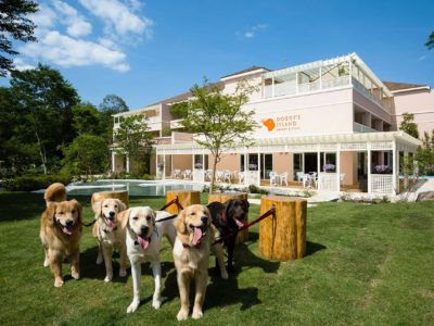 国内最大級の愛犬リゾート小谷流の里ドギーズアイランドを紹介！