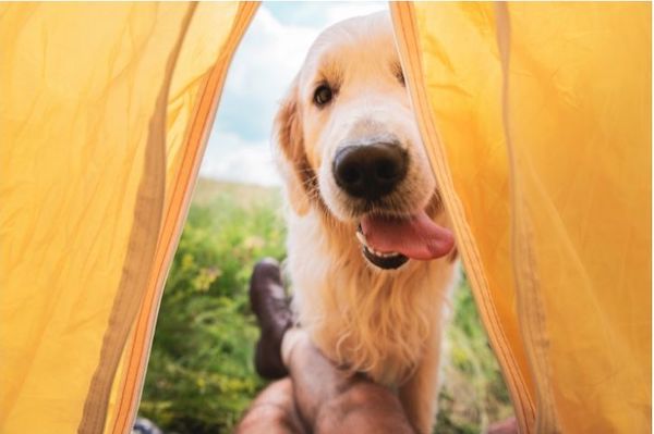 【獣医師が解説！】愛犬とキャンプは危険？！アウトドアに潜む危険と予防法、犬キャンプの持ち物リスト - Wtihわん