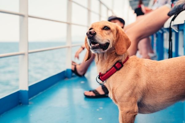 獣医師解説】犬にとって旅行は楽しい？ストレスを感じさせない対策とは