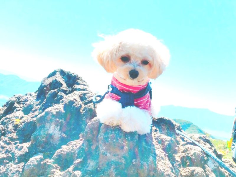 金時山🗻ハードな山登りに挑戦🐕️山頂で愛犬との達成感✨