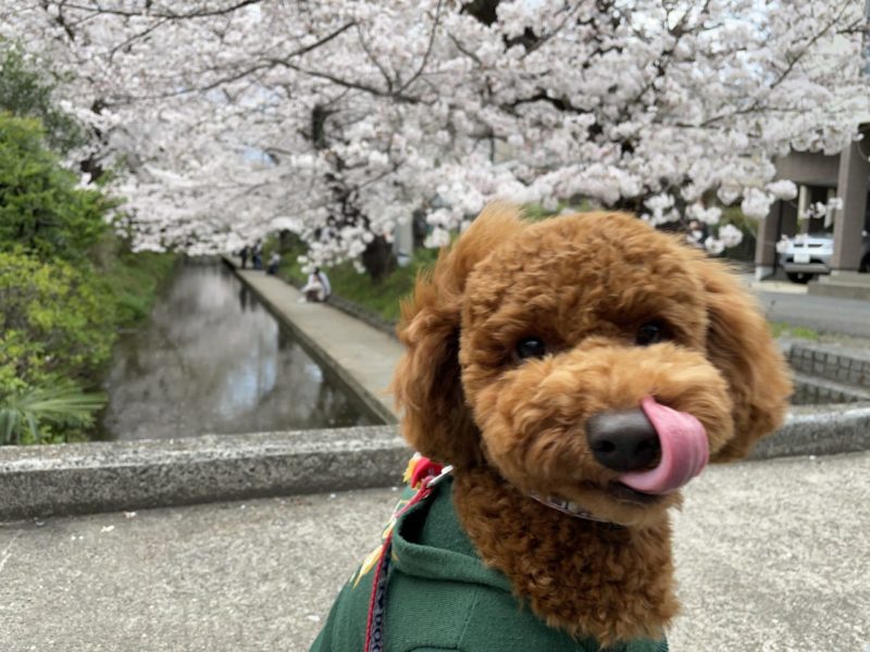 桜の名所を愛犬と楽しめる