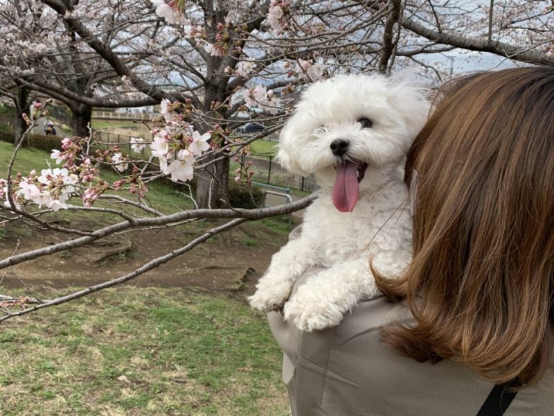 八王子市の片倉城跡公園で満開の桜と出会った！