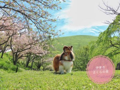桜の名所🌸「さくらの里」ドッグランあり