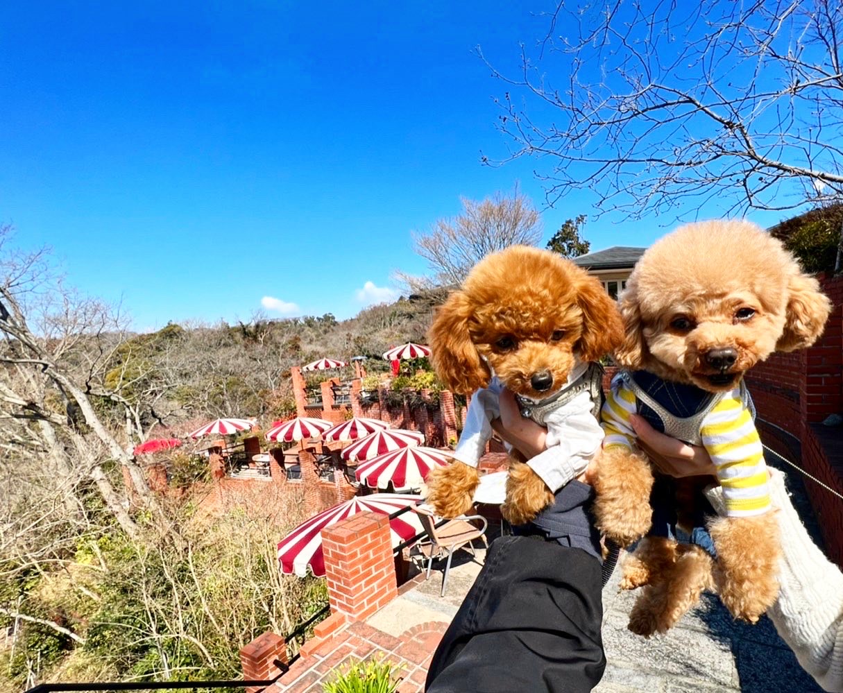 【カフェテラス 樹ガーデン 犬OK】鎌倉にある天空のカフェ☕️樹ガーデンさんでのびのびランチ - Withわん | 愛犬お出かけ口コミ（クチコミ）サイト