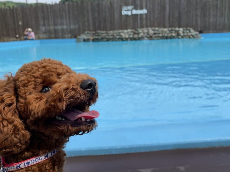犬のプールが最高に気持ちよい✨夏いくのにオススメなスポット