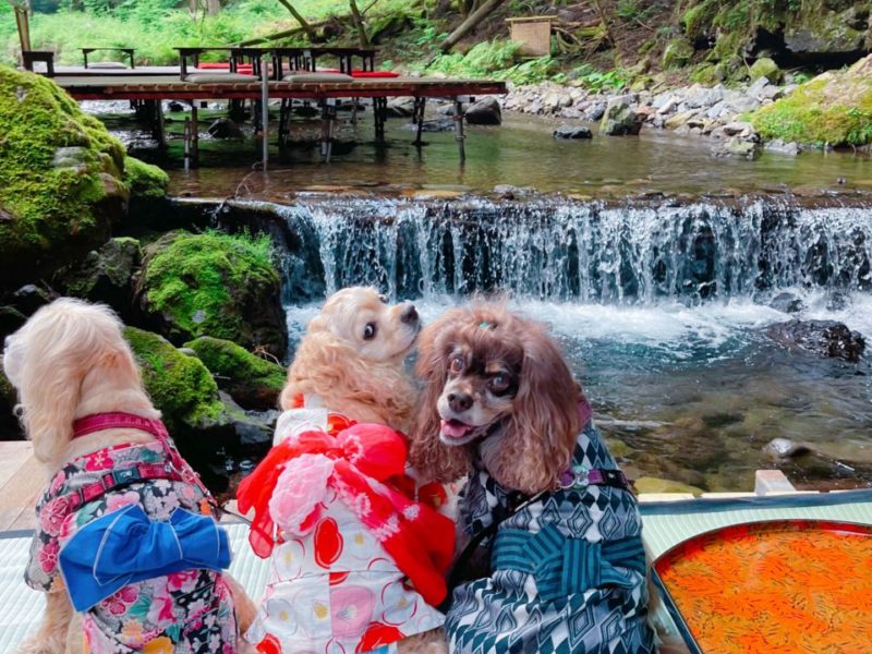 暑い夏にぴったりな、愛犬と行ける川床。