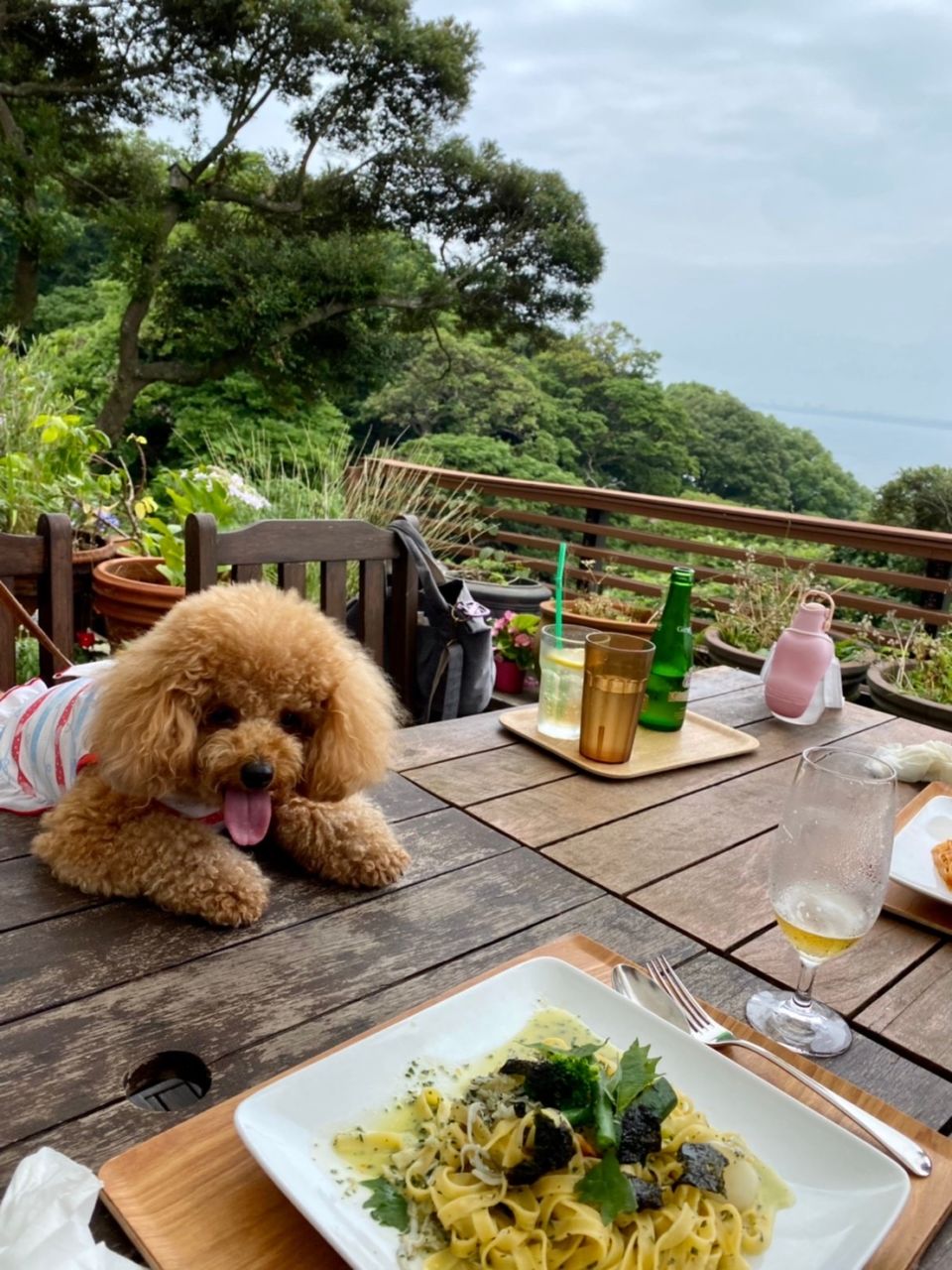 【cafe Madu カフェ マディ 犬OK】江の島から見晴らし抜群のカフェで夏を満喫！ - Withわん | 愛犬お出かけ口コミ（クチコミ）サイト