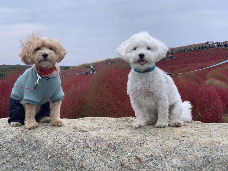 愛犬と一緒に散歩ができる国営ひたち海浜公園のコキアがすごい！