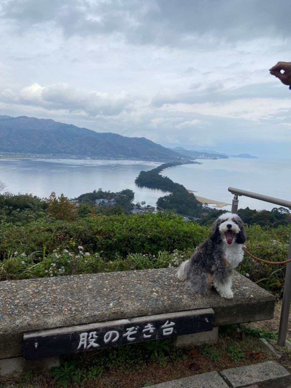 【犬OK】海の京都 天橋立をワンコとお散歩 - Withわん | 愛犬お出かけ口コミ（クチコミ）サイト