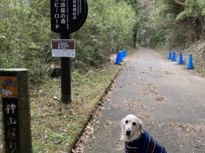 ザ・プリンス箱根芦ノ湖から湖尻までの緑豊かな遊歩道