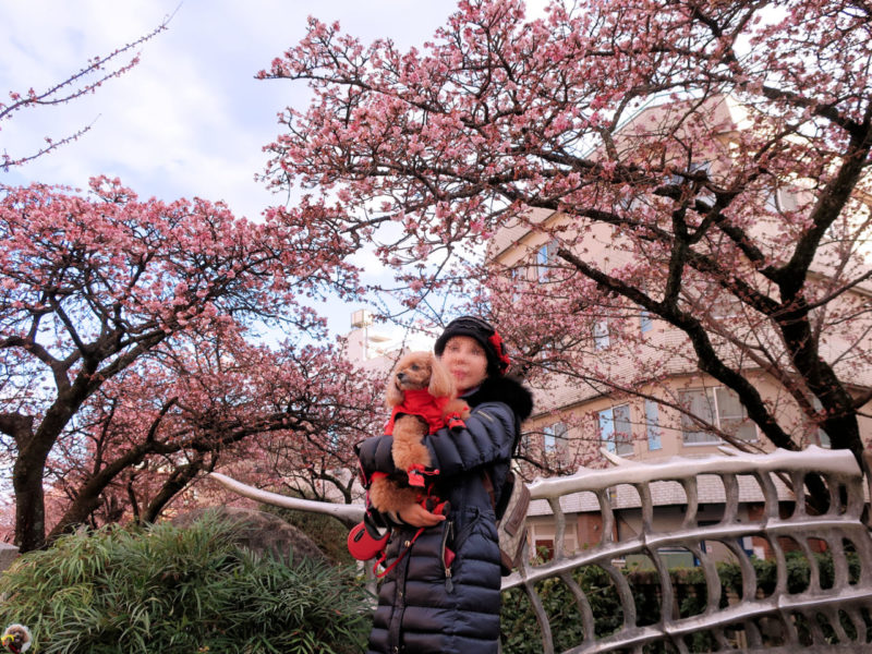 熱海桜を観賞しながら街散策。