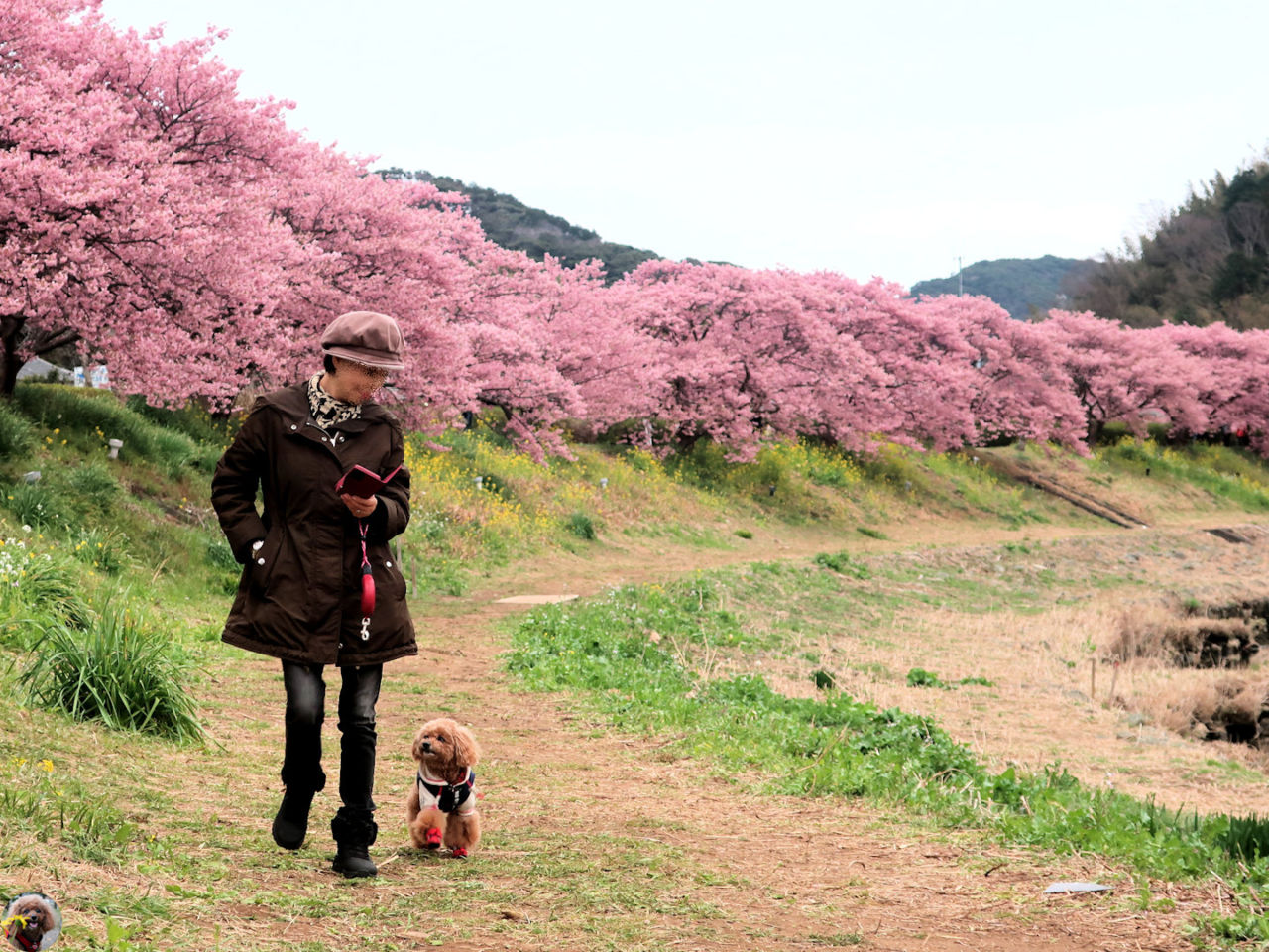 【南伊豆町 下賀茂温泉 犬OK】「みなみの桜と菜の花まつり」に行ってきました。 - Withわん | 愛犬お出かけ口コミ（クチコミ）サイト