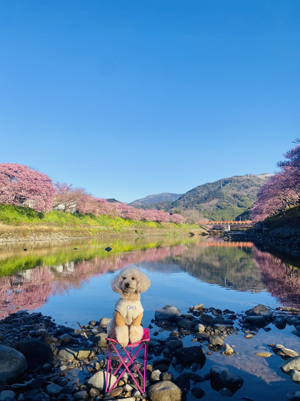 【河津桜祭り 犬OK】わんこと一緒に満開の桜を楽しむ - Withわん | 愛犬お出かけ口コミ（クチコミ）サイト