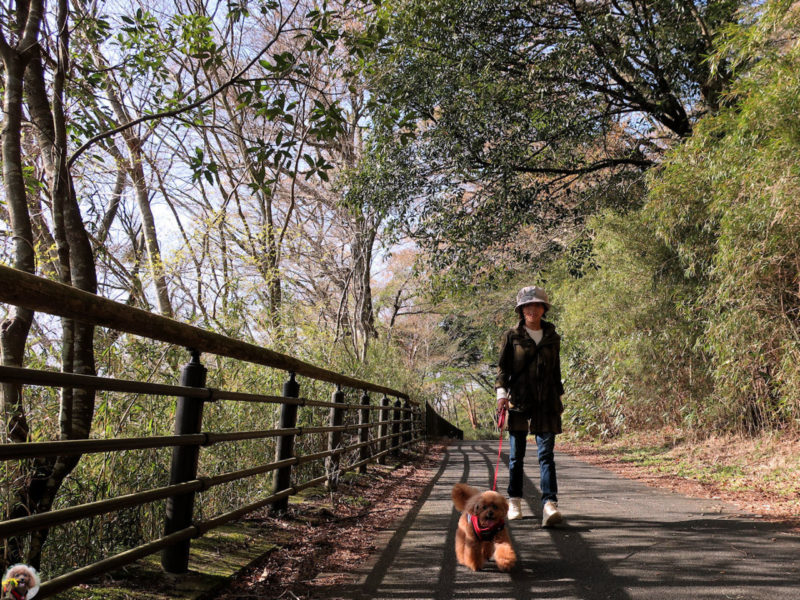 箱根、湖尻から九頭竜神社まで森の中を散策。