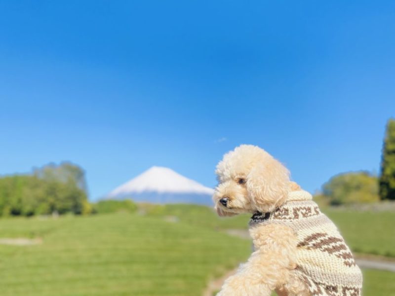 富士山と茶畑の絶景