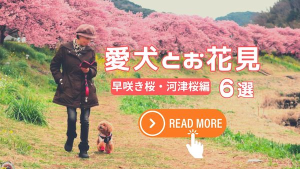 愛犬と行ける河津桜SPOT6選