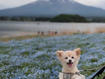 富士山とキレイな花がいっぱいの癒やされる場所