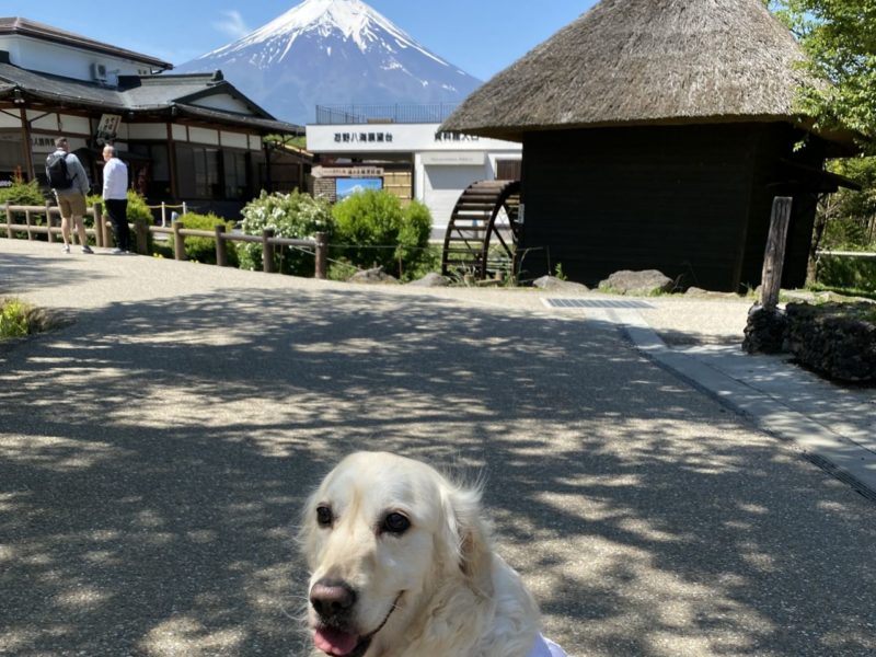 8つの美しい池と古民家と富士山、日本情緒を感じながらのお散歩
