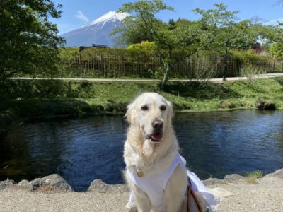 8つの美しい池と古民家と富士山、日本情緒を感じながらのお散歩