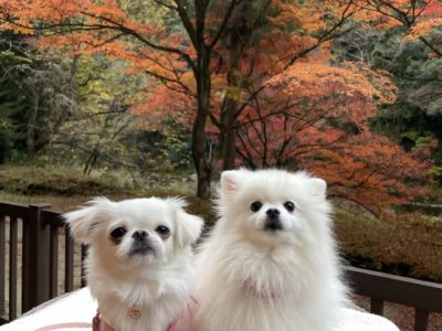 愛知県の観光名所香嵐渓で愛犬とお泊まり