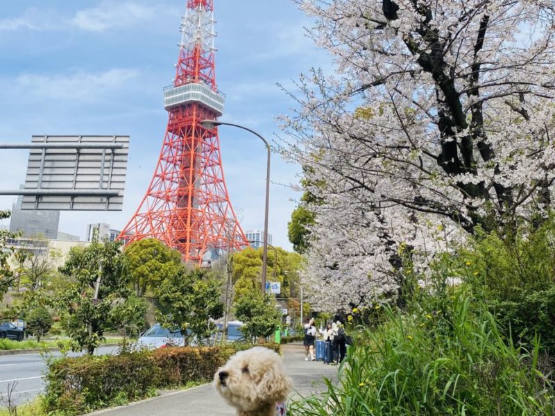 愛犬と東京タワーと鯉のぼり