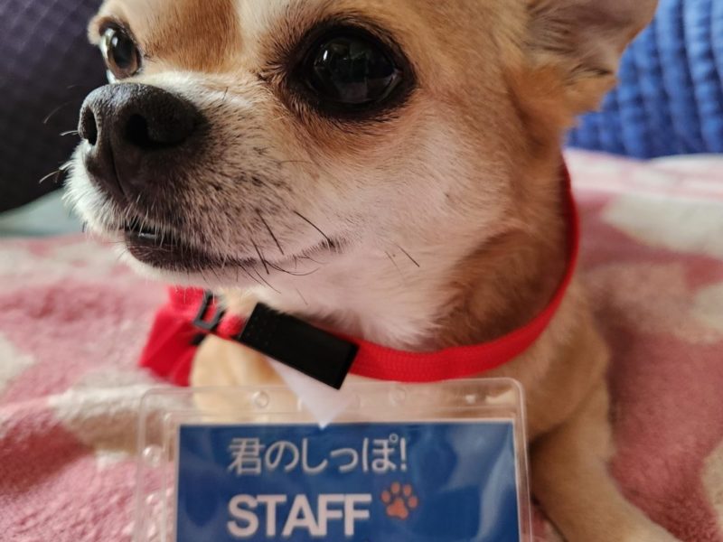 愛犬と一緒に映画観賞