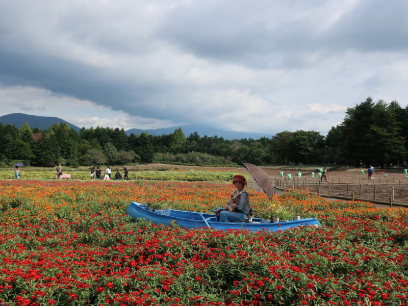 花を愛でながらワンコと散歩。