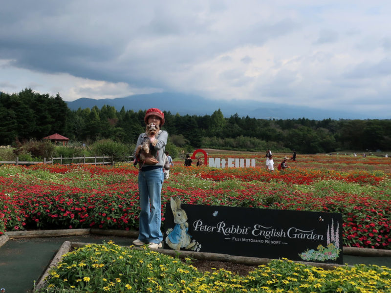 花を愛でながらワンコと散歩。